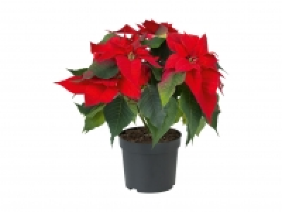 Weihnachtsstern CHF 2.99