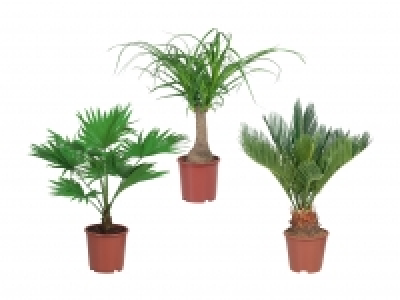 Exklusiver Palmenmix CHF 7.99