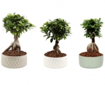BONSAI CHF 16.99