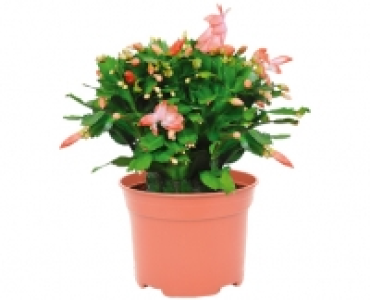 WEIHNACHTSKAKTUS CHF 7.99