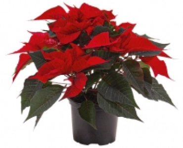 WEIHNACHTSSTERN CHF 1.99