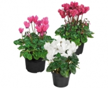 CYCLAME CHF 2.49