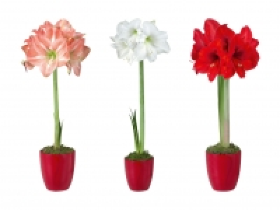 Amaryllis in roter Keramik CHF 4.99