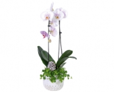 Aldi Suisse  ORCHIDEENARRANGEMENT