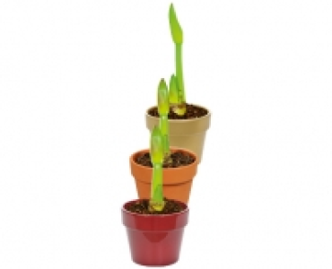 AMARYLLIS CHF 4.99