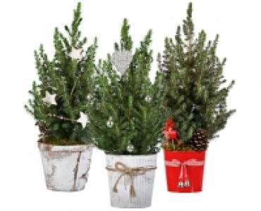 WEIHNACHTSBÄUMCHEN CHF 12.99