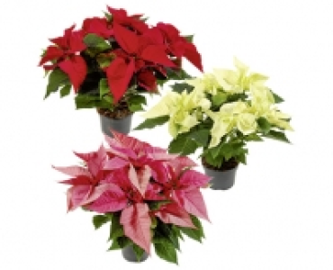 WEIHNACHTSSTERN CHF 2.99