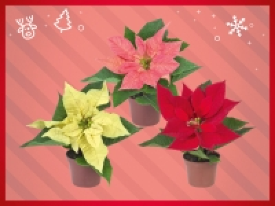 Weihnachtsstern-Mini CHF 0.99