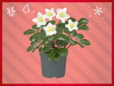 Christrose (Helleborus niger) CHF 3.49