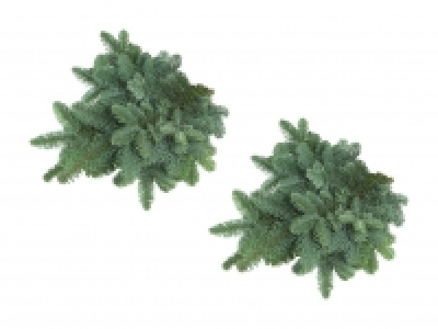 Tannenzweige Nobilistanne CHF 2.49