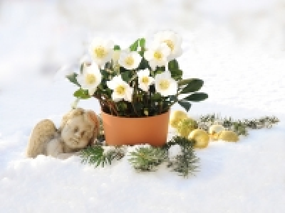 Christrose (Helleborus niger) CHF 3.99