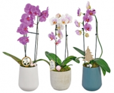 Aldi Suisse  ORCHIDEE «CASCADE»