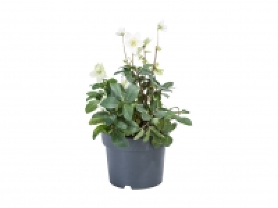 XL-Christrose CHF 9.99