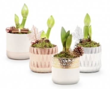 AMARYLLIS CHF 6.99