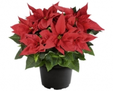 WEIHNACHTSSTERN BUSCH CHF 7.99