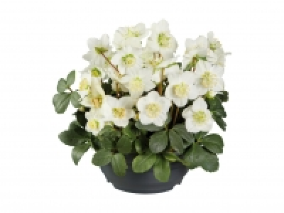 Christrose in Schale CHF 9.99