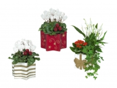 Blühpflanzen in Weihnachtskeramik CHF 7.99