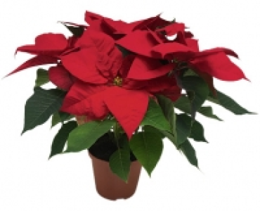 WEIHNACHTSSTERN CHF 4.99