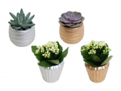 Kalanchoe und Sukkulenten in Keramik CHF 2.99