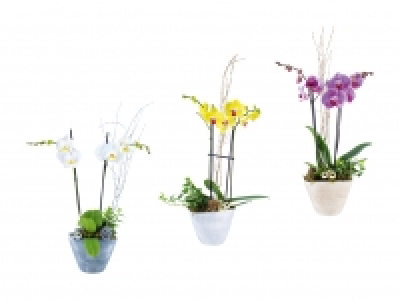 Weihnachtsschale mit Phalaenopsis CHF 12.99