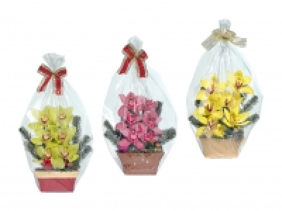 Weihnachts-Orchideen 6er-Gesteck CHF 9.99