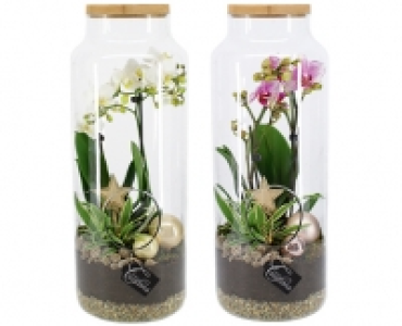 HOCHWERTIGE ORCHIDEE IM GLAS CHF 39.90
