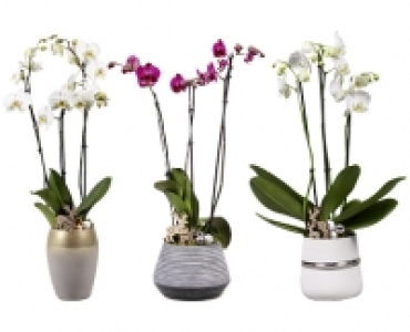 ORCHIDEE 3 TRIEBE CHF 19.99