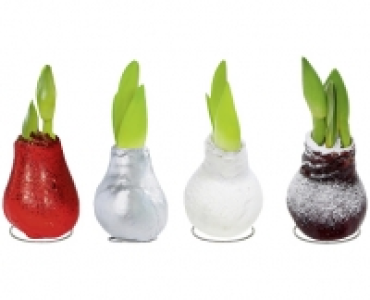 WACHS-AMARYLLIS CHF 6.99