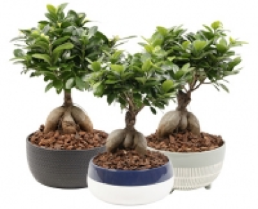 BONSAI CHF 19.99