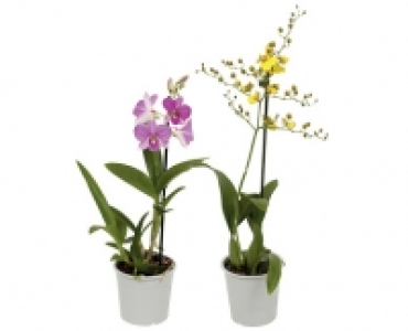 ORCHIDEENVIELFALT CHF 7.99
