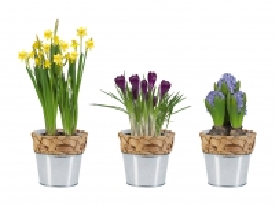 Blumenzwiebeln im Wassergrastopf