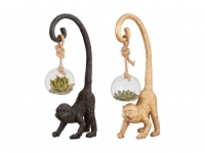 Sukkulenten mit Zieraffe CHF 12.99