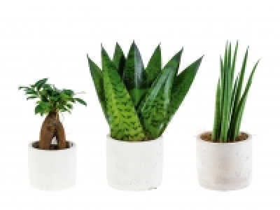 «Easy Care» Keramikpflanzen CHF 4.99