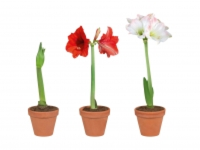 Amaryllis im Terracottatopf CHF 3.99