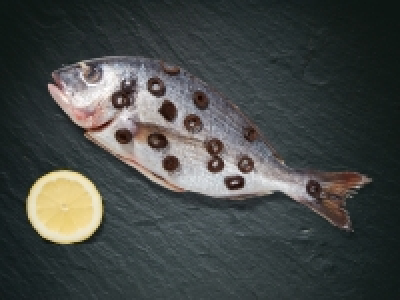 Dorade mit Oliven CHF 1.79