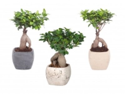 Ficus Ginseng in Viereck-Keramik CHF 14.99