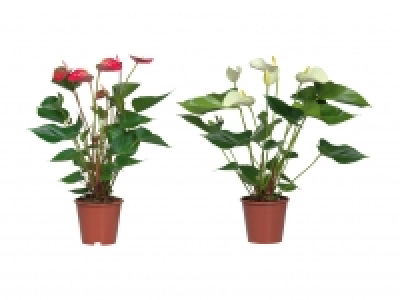 Anthurium Andreanum CHF 6.99