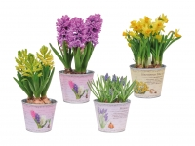 Blumenzwiebeln im Zinktopf CHF 2.99