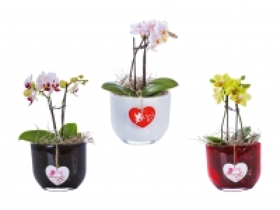 Mini-Phalaenopsis im Glastopf mit Herzanhänger