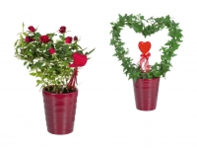 Valentinstags-Topfpflanzen