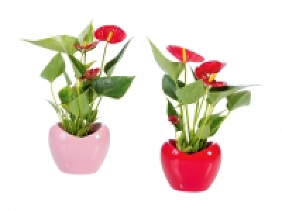 Anthurium in Herzkeramik CHF 5.99