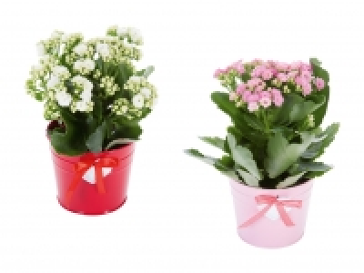 Kalanchoe im Zinktopf mit Herz