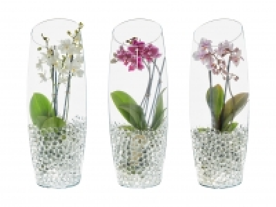 Lidl  Phalaenopsis in Glasvase