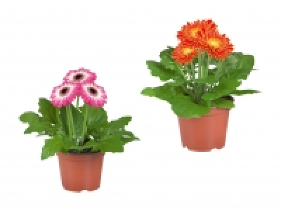 Gerbera-Mix CHF 2.99