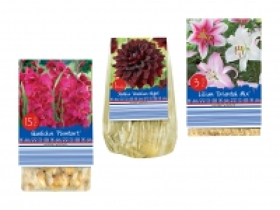 Blumenzwiebeln «Standard» CHF 1.79