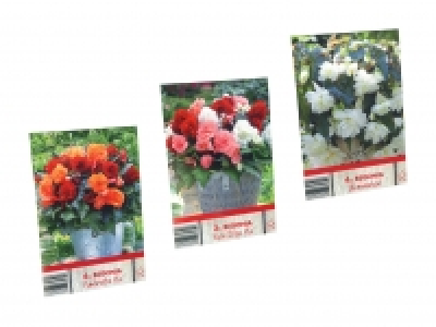 Blumenzwiebeln «Begonien» CHF 2.99