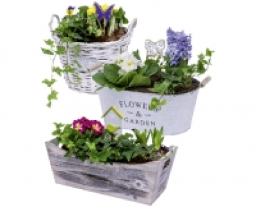 Aldi Suisse  FRÜHLINGSKORB