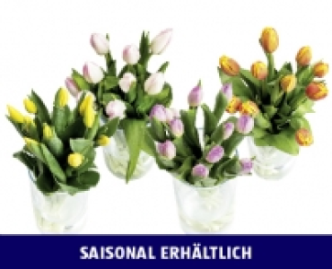 TULPEN