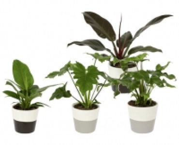 PHILODENDRON IM ÜBERTOPF CHF 9.99