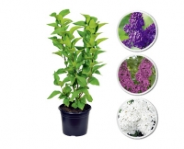 GARTENFLIEDER